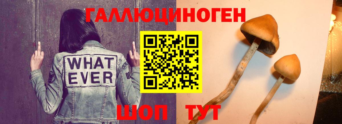 Галлюциногенные грибы Psilocybe Отрадный